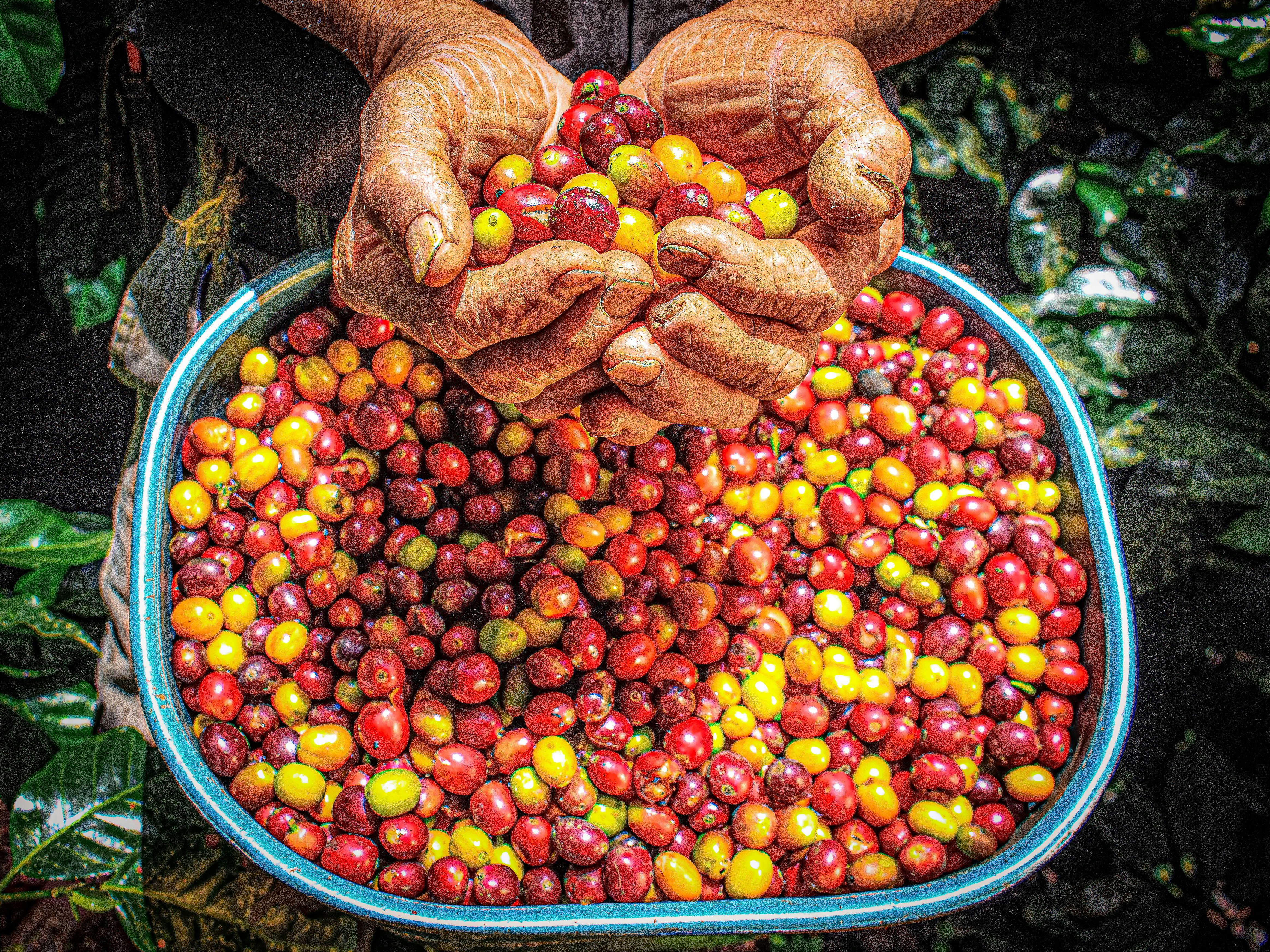 Tour del Café - Cultura